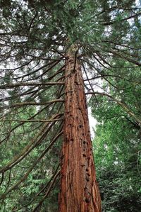 Low angle view of tree against the sky