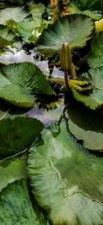 Close-up of lily pads in lake