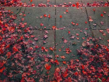 Close-up of dry maple leaves