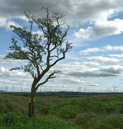 Tree on field against sky