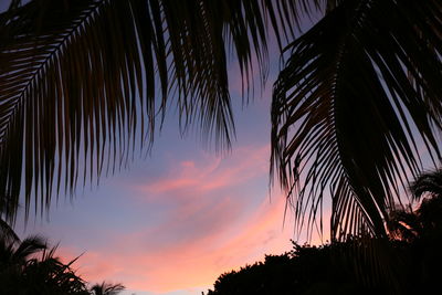 Low angle view of silhouette palm trees against sky at sunset