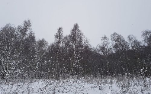 Bare trees against clear sky during winter