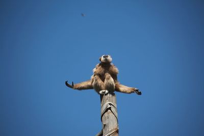 Low angle view of bird perching on branch against sky