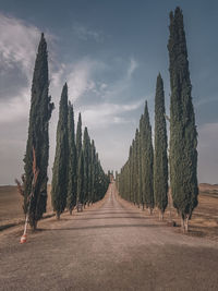 Panoramic view of empty road amidst trees against sky