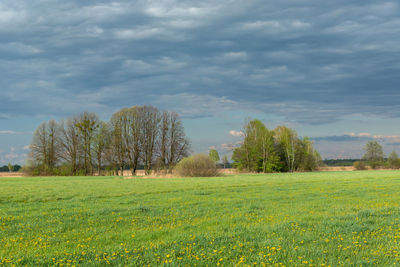 Yellow dandelion flowers on green meadow, trees and clouds, spring view