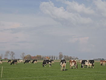 Cows grazing on grassy field