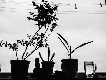 Close-up of silhouette potted plant against wall