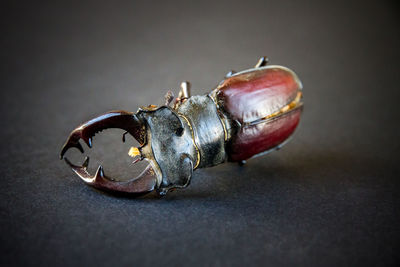Close-up of crab on table