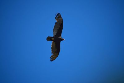 Vulture gliding