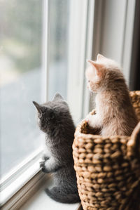 Cat sitting on window sill