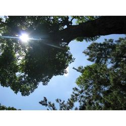 Sun shining through trees