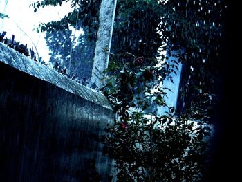 Low angle view of wet tree against sky