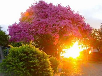 Flowers growing on tree