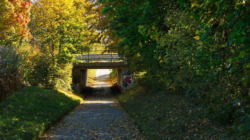 Footpath amidst trees during autumn