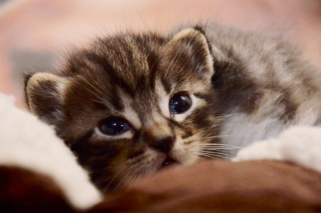 animal themes, pets, one animal, domestic animals, mammal, indoors, domestic cat, close-up, looking at camera, whisker, portrait, animal head, cat, part of, young animal, focus on foreground, selective focus, animal body part, feline, relaxation