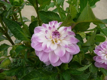 Close-up of pink flower blooming outdoors