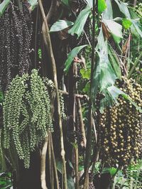 Close-up of plants