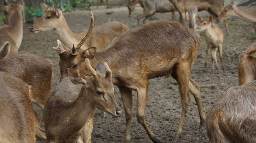 Deer in a field