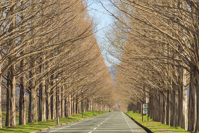 Metasequoia tree-lined road against sky