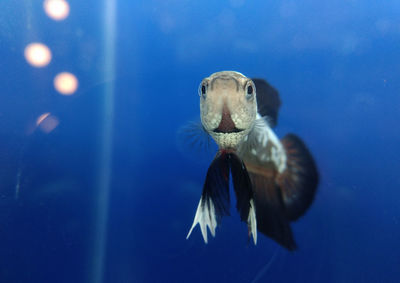 View of fish swimming underwater