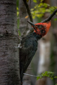 Close-up of bird perching on tree