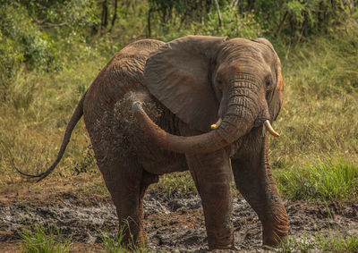 Elephant in a field