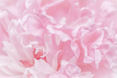 Full frame shot of pink flower