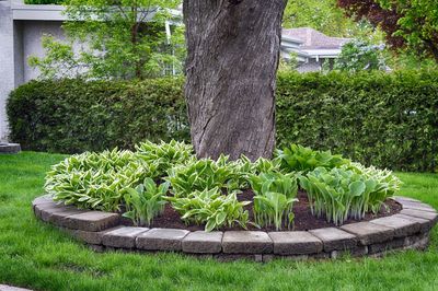 Close-up of fresh green plants in yard