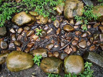 High angle view of mushrooms growing on rock