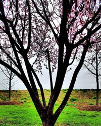 Bare trees on grassy field