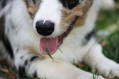 Close-up of a dog