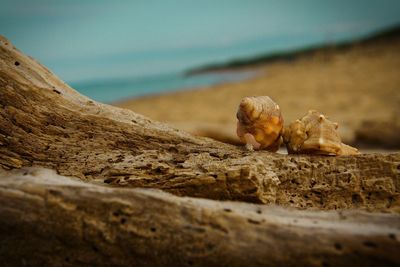 Close-up of shells on wood at beach