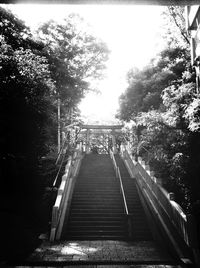 Steps leading towards trees