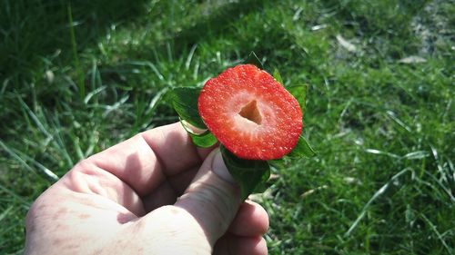 Cropped hand holding strawberry slice at yard