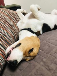 Close-up of a dog sleeping on bed