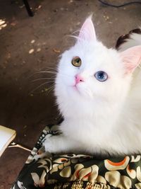 High angle view of cat