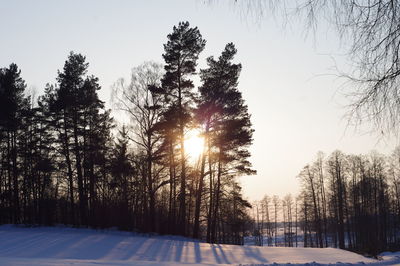 Trees on snow covered landscape against sky