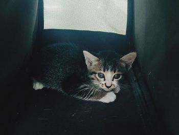 Portrait of kitten resting on pet bed