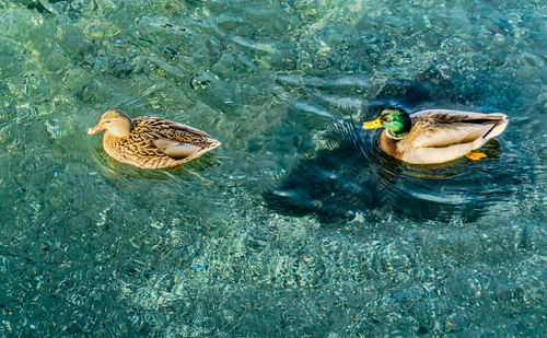 Ducks move over clear water at redondo beach in washington state.