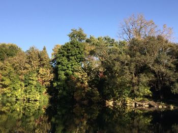 View of trees in park against blue sky