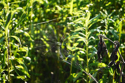 Close-up of spider web on tree