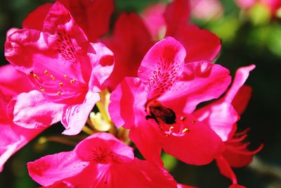 Close-up of bee on pink flower