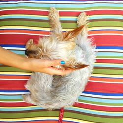 Close-up of dog on bed