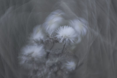 Extreme close up of dandelion
