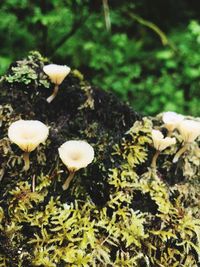 Close-up of mushrooms growing in forest