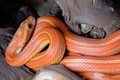 Close-up of lizard