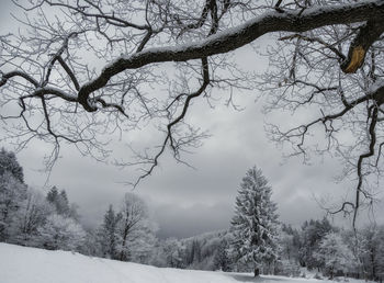 Bare trees on snow covered land against sky