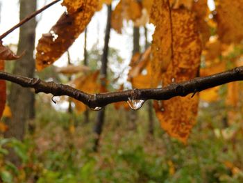 Close-up of water drops on tree