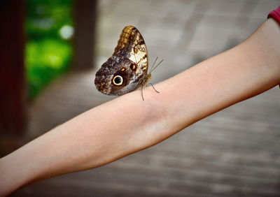 Close-up of hand holding butterfly