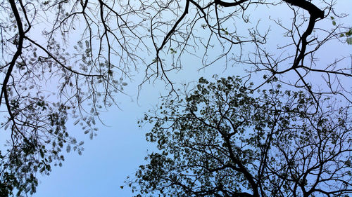 Low angle view of cherry tree against blue sky